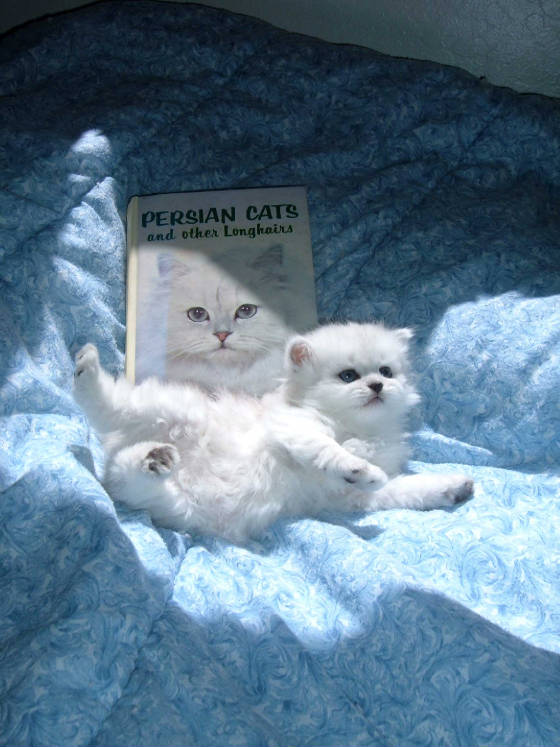 jeanne_ramsdale_book_dearheart_kitten.jpg