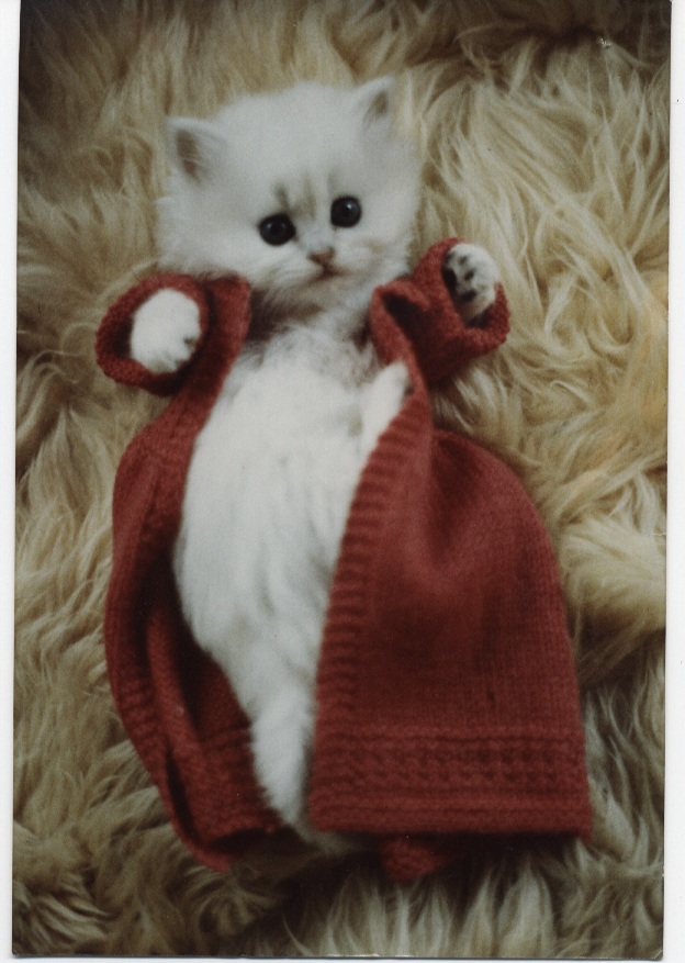 dearheart_early_christmas_kitten.jpg