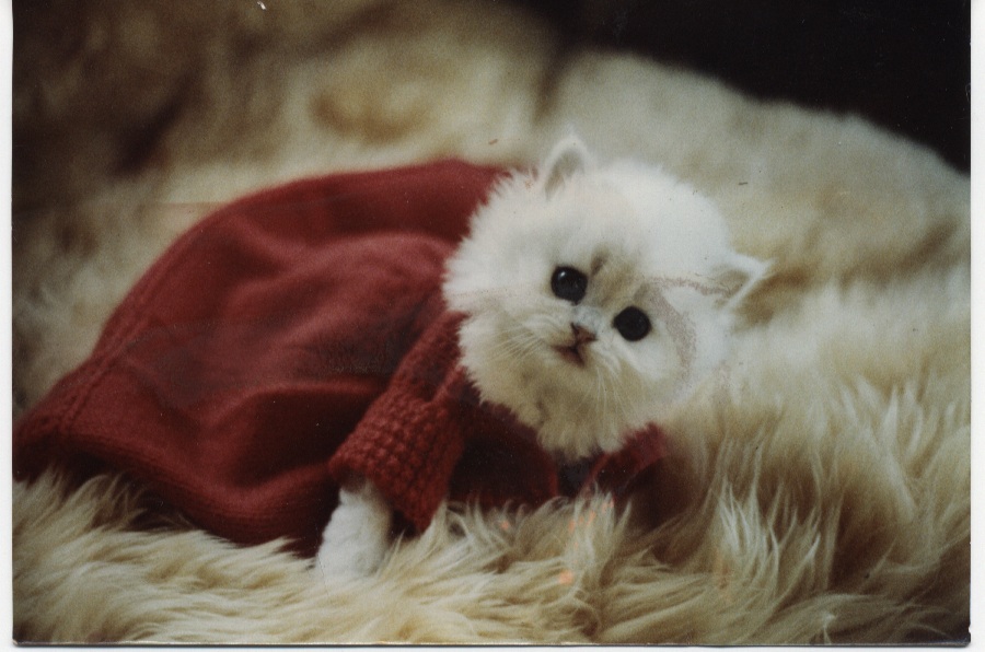 dearheart_early_christmas_kitten_1.jpg