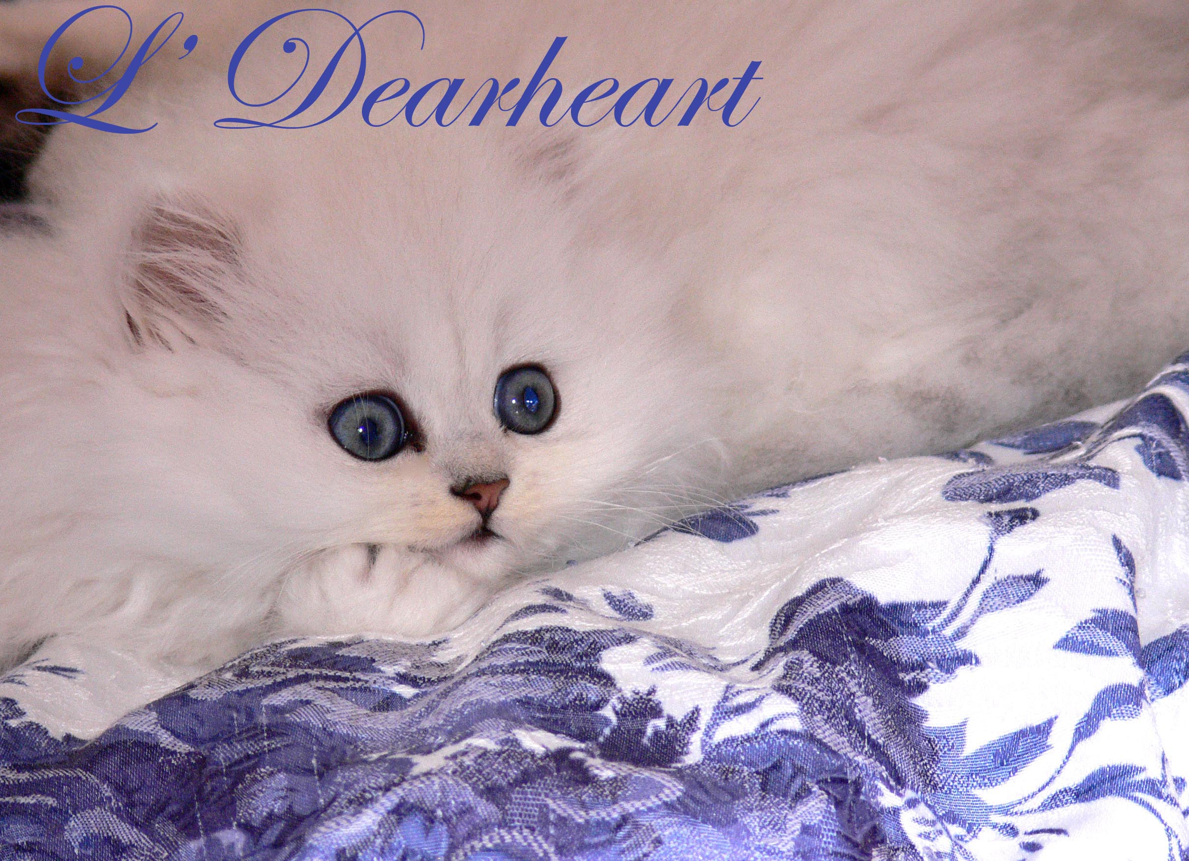 dearheart_lil_catalina_kitten_2009.jpg