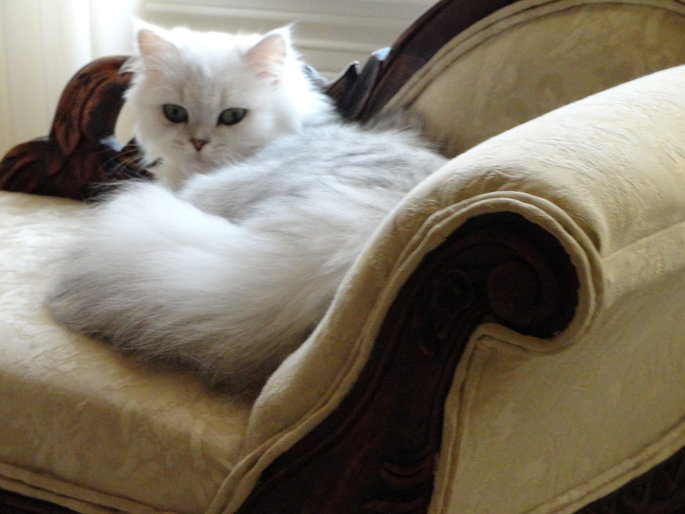 luna-settee1.jpg