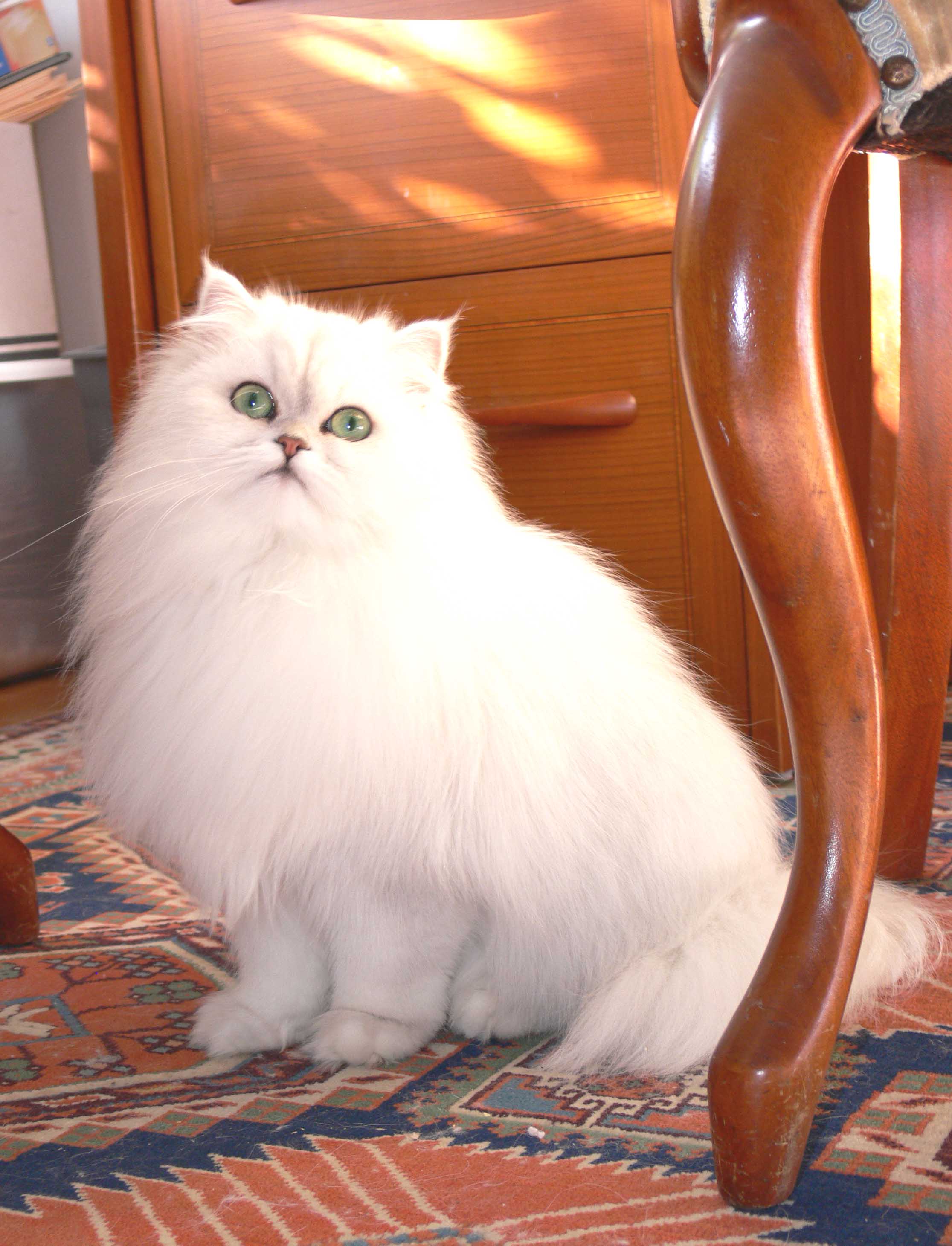 Chinchilla Persian Pretty Cats Beautiful Cats Kittens Cutest